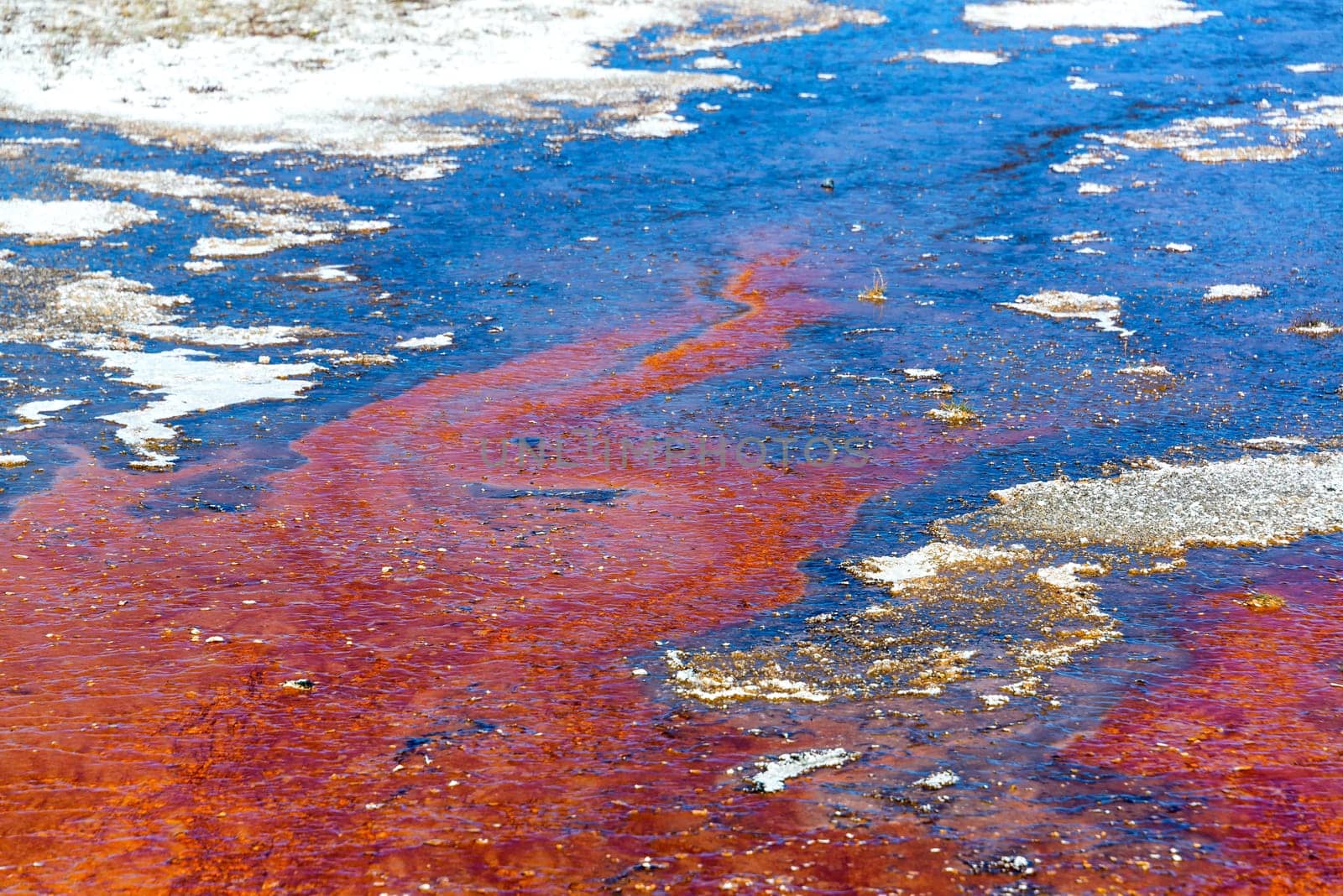 Colorful red bacteria mat at West Thumb Geyser Basin in Yellowstone National Park