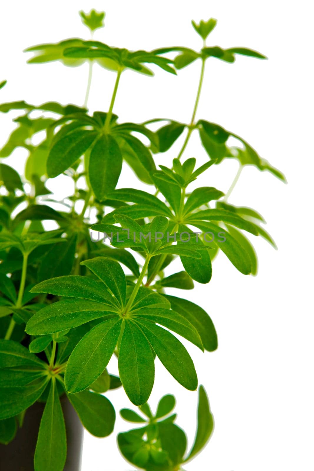 Woodruff on a light background