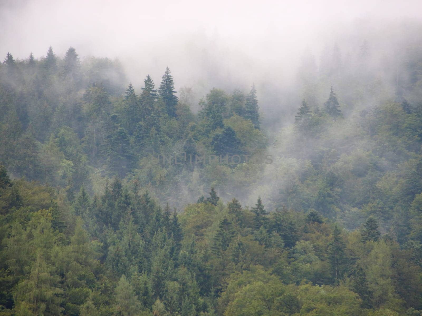 Mountain Forest covered in Spooky Vapor after Summer Rainfall