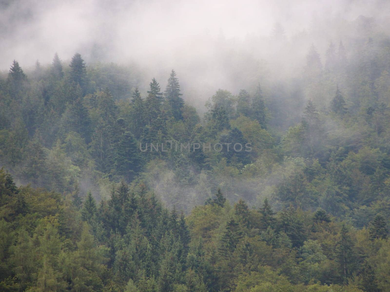 Mountain Forest covered in Spooky Vapor after Summer Rainfall