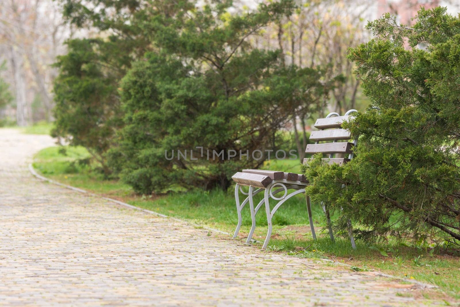 Bench surrounded by trees in a city park