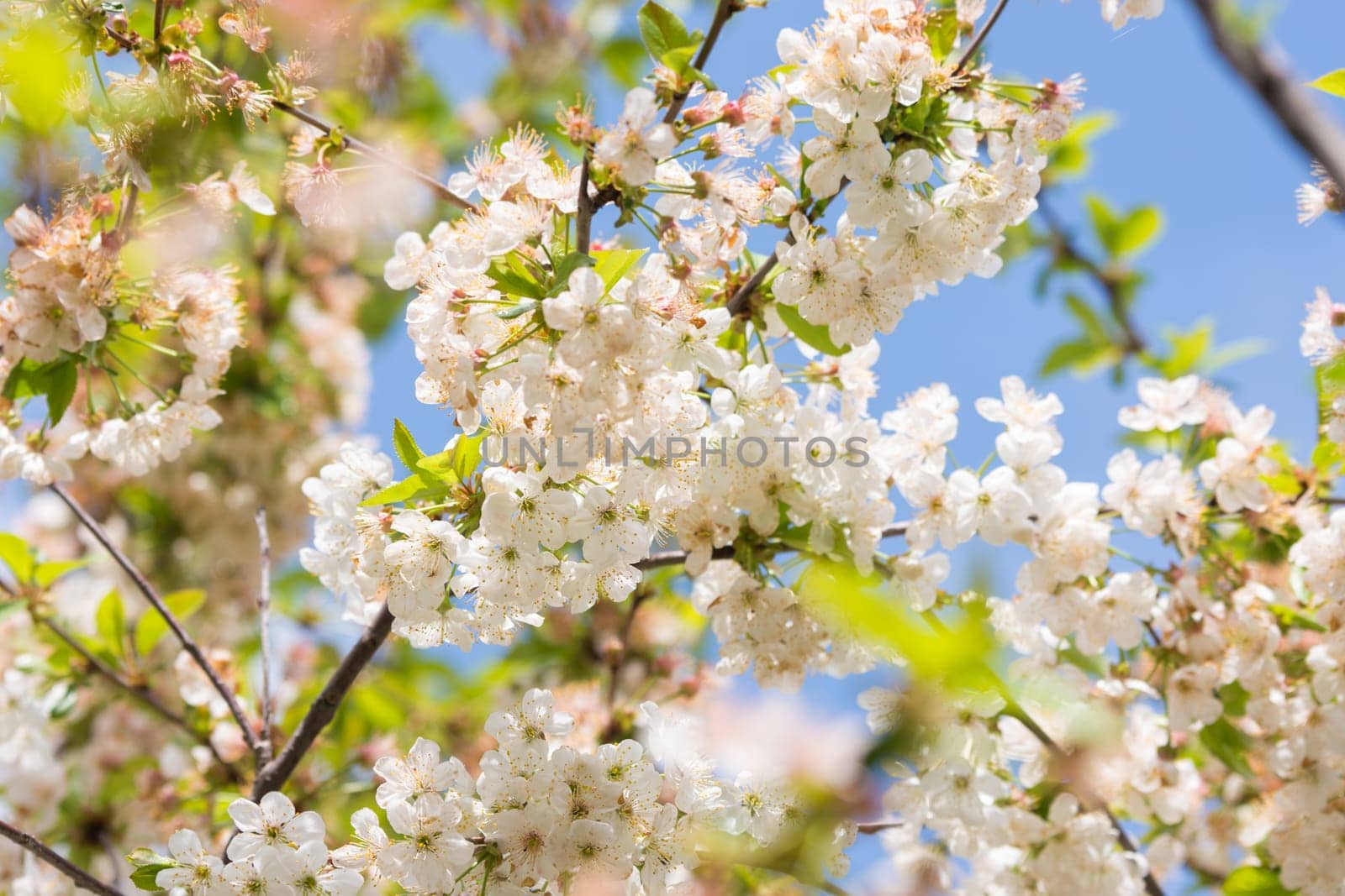 Blooming cherry