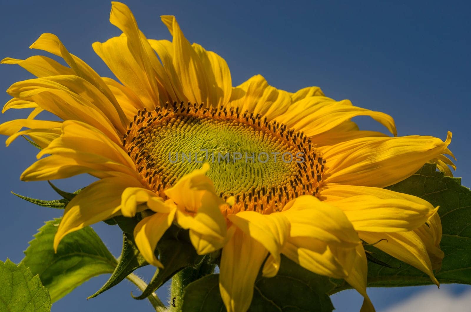 Sunflower closeup blooms in the summer on the background of blue sky