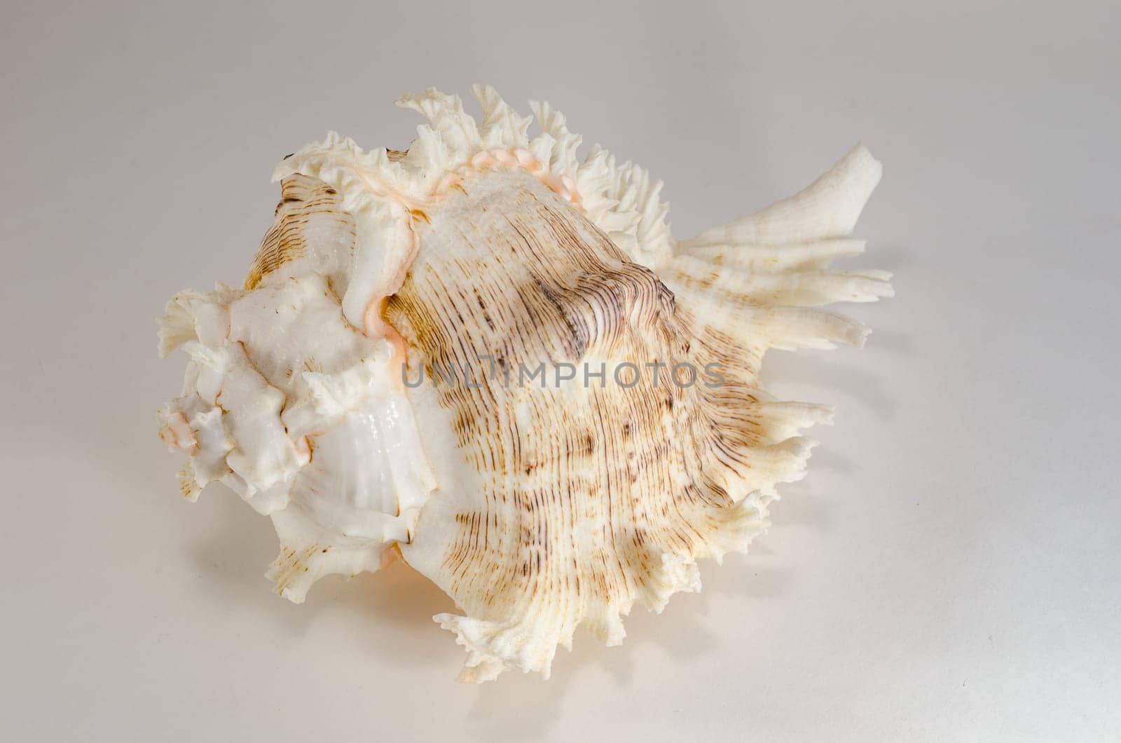 Sea shells is a beautiful souvenir of the trip to the sea