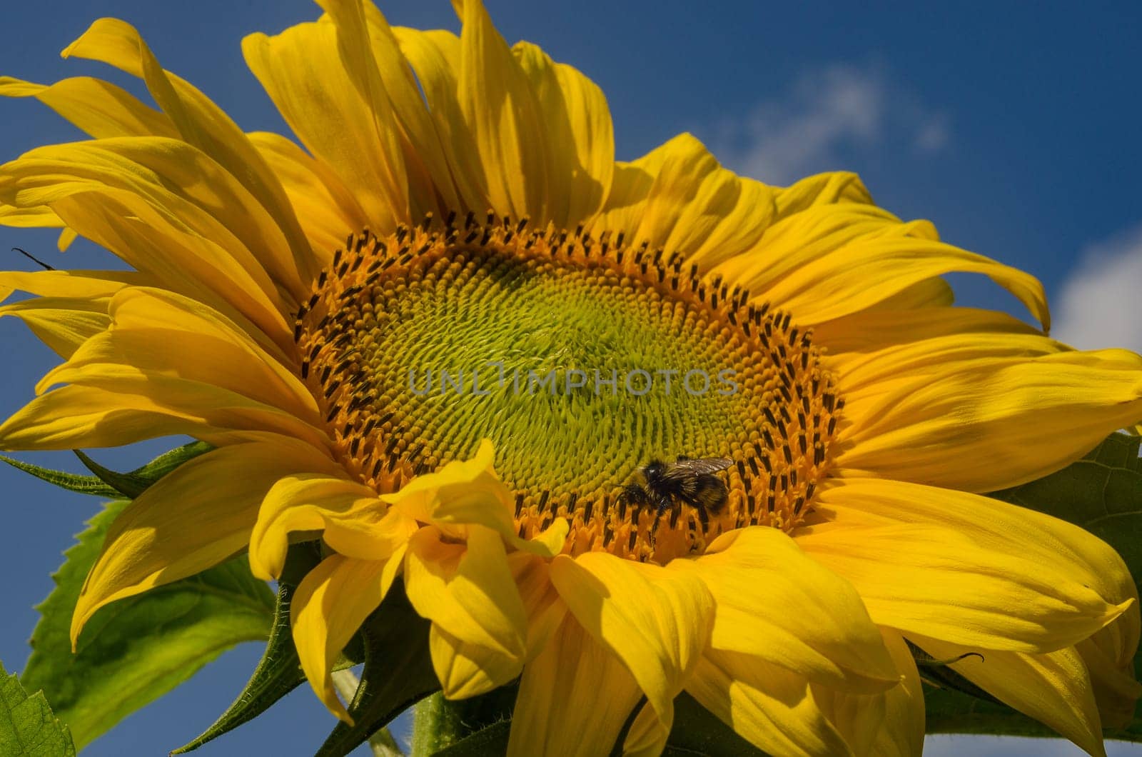 Sunflower closeup blooms in the summer on the background of blue sky