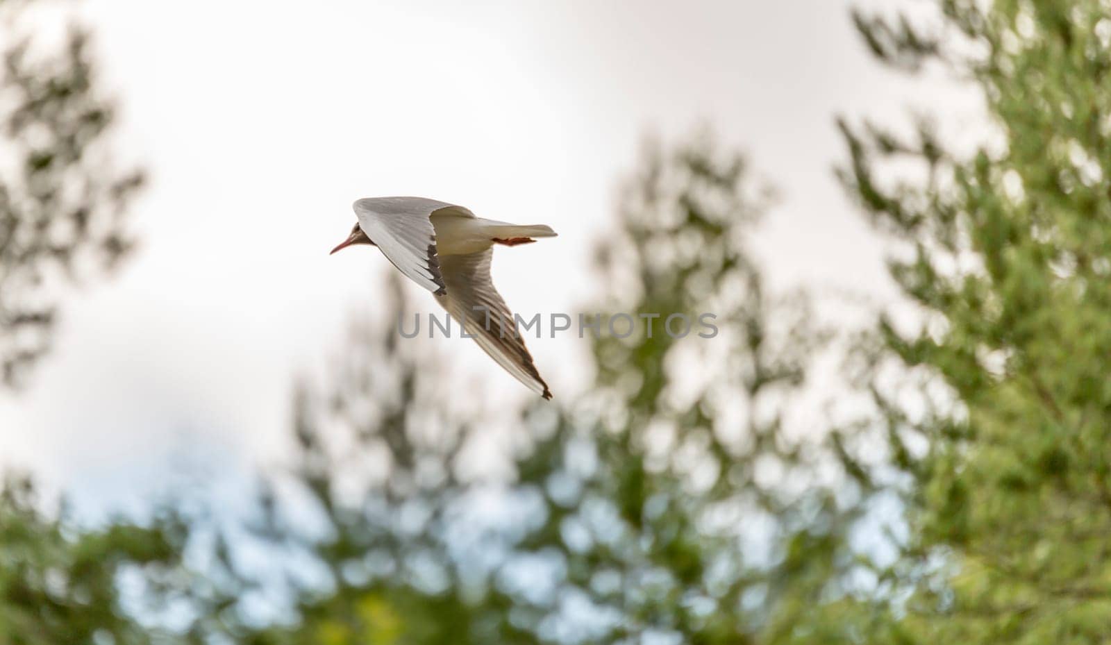 Black-headed Gull Flying with Trees in the background.