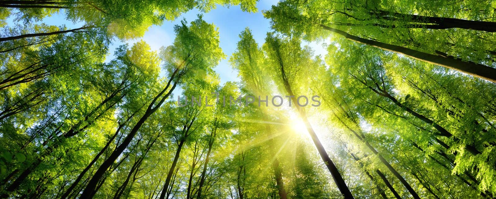 The sun beautifully illuminating the green treetops of tall beech trees in a forest clearing,panorama shot