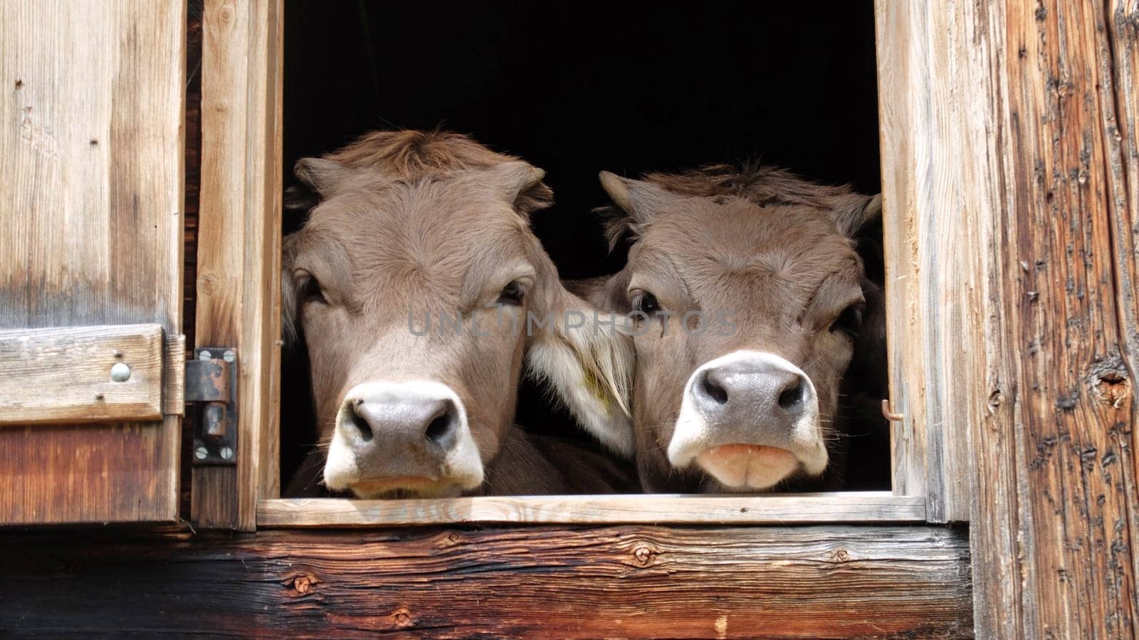 two cows at the barn window