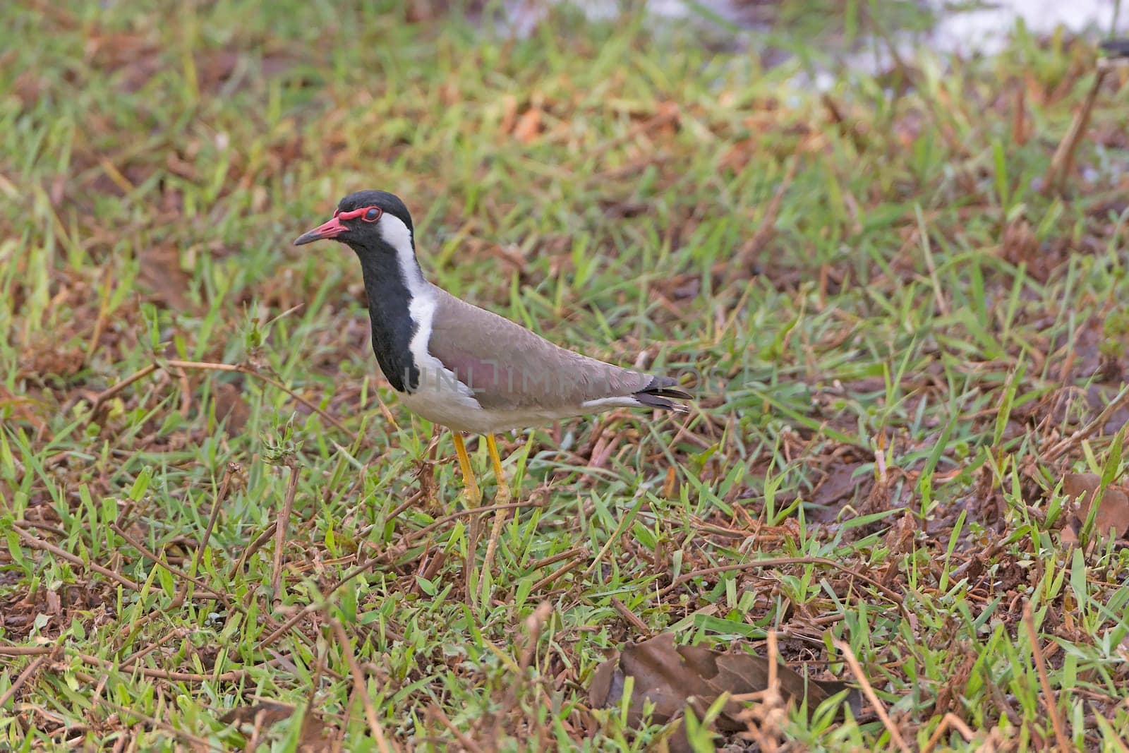 Red-wattled Lapwing in a Meadow in Bandhavgarh National Park