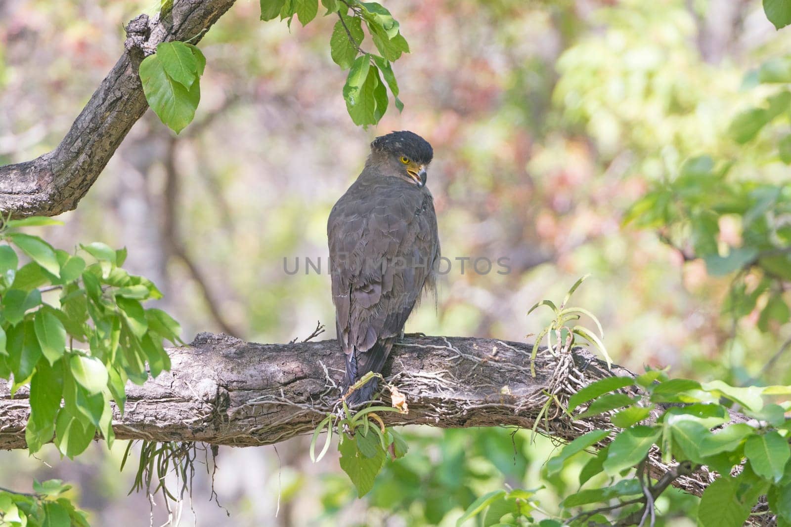 Crested Serpent Eagle in a Tree in Bandhavgarh National Park in India