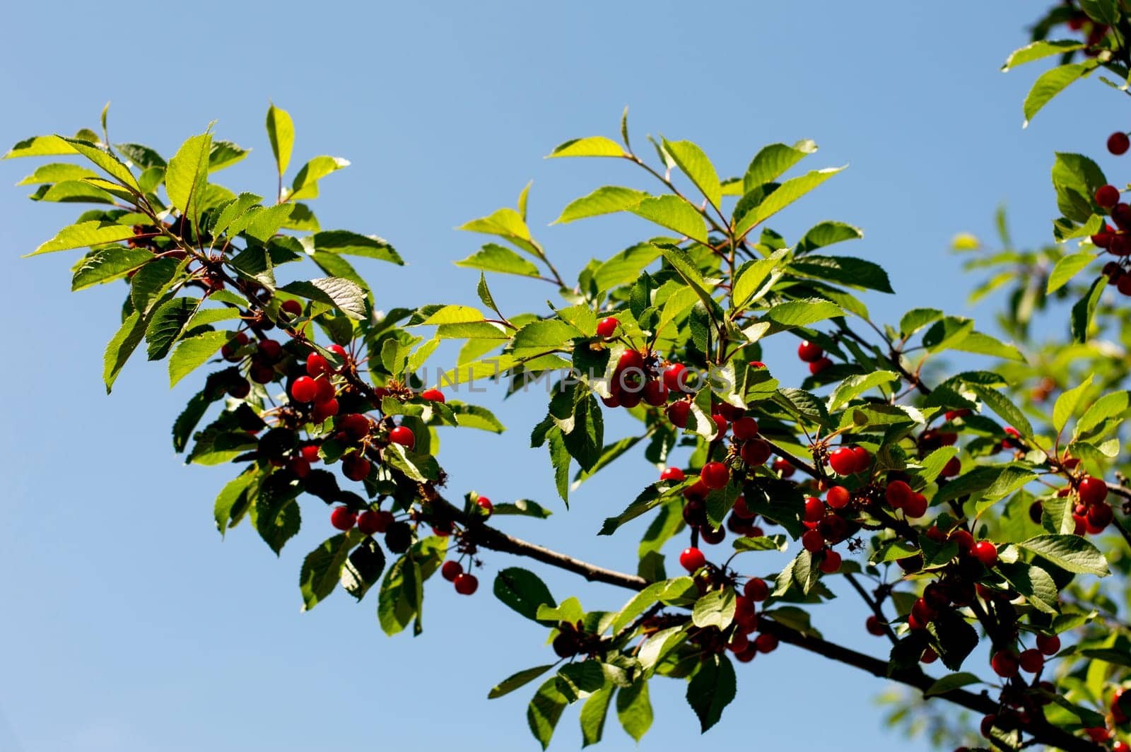 branch of ripe cherry in a sunny day against the sky, a subject seasons, summer, agriculture