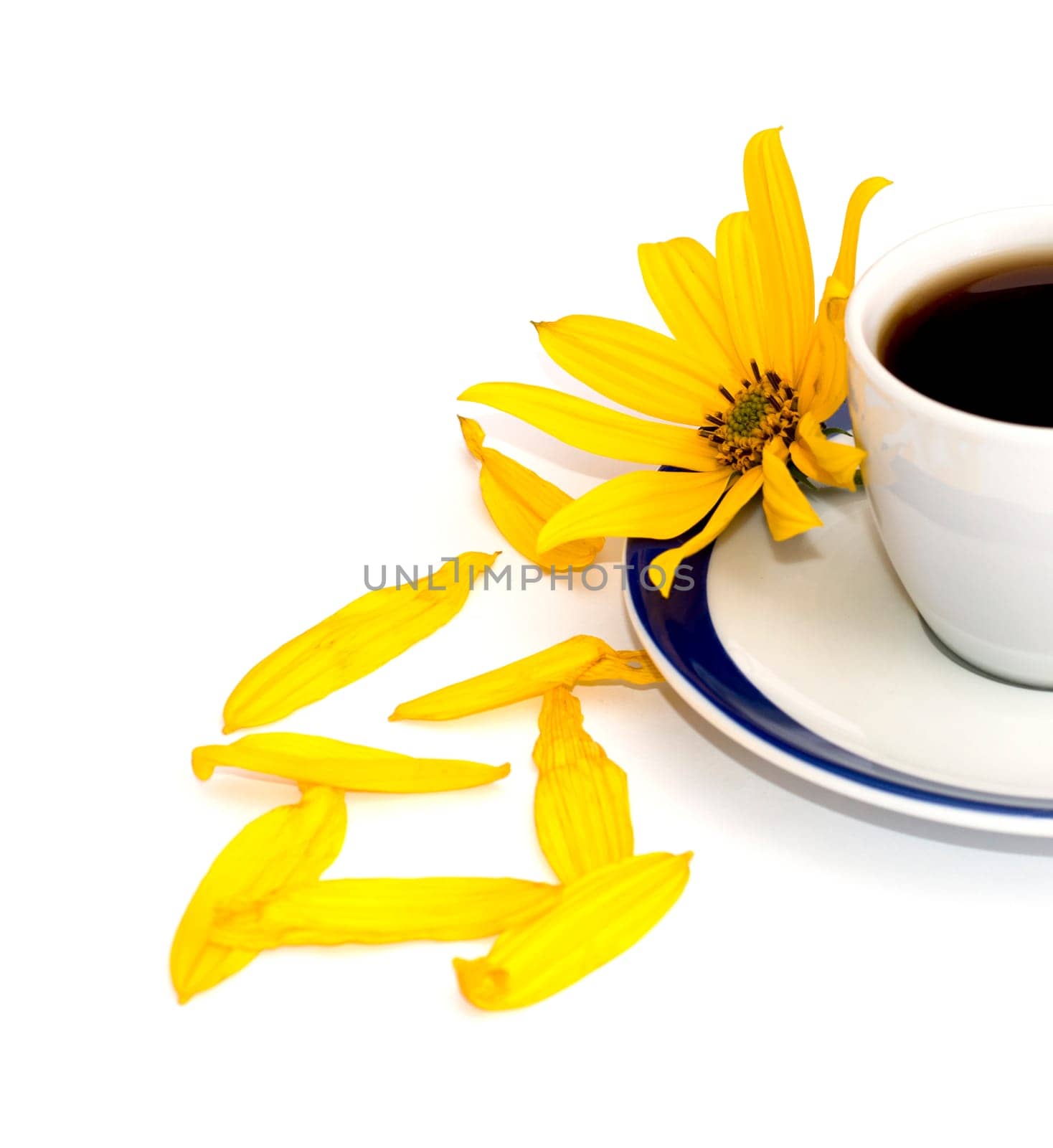yellow flower, petals and fragment of a cup about coffee, isolate, a subject flowers and drinks, seasons spring and summer