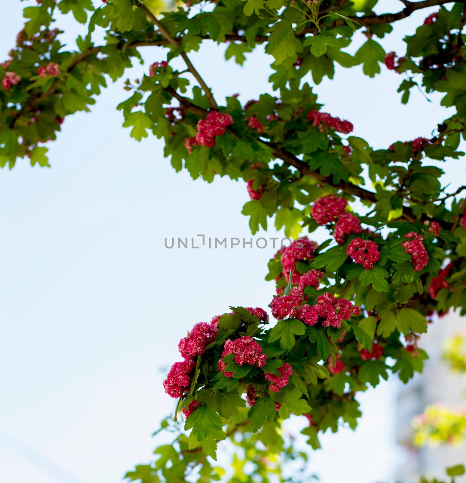 branch with red flowers of the blossoming tree, a subject nature seasons, spring, the beginning of summer, blossoming time