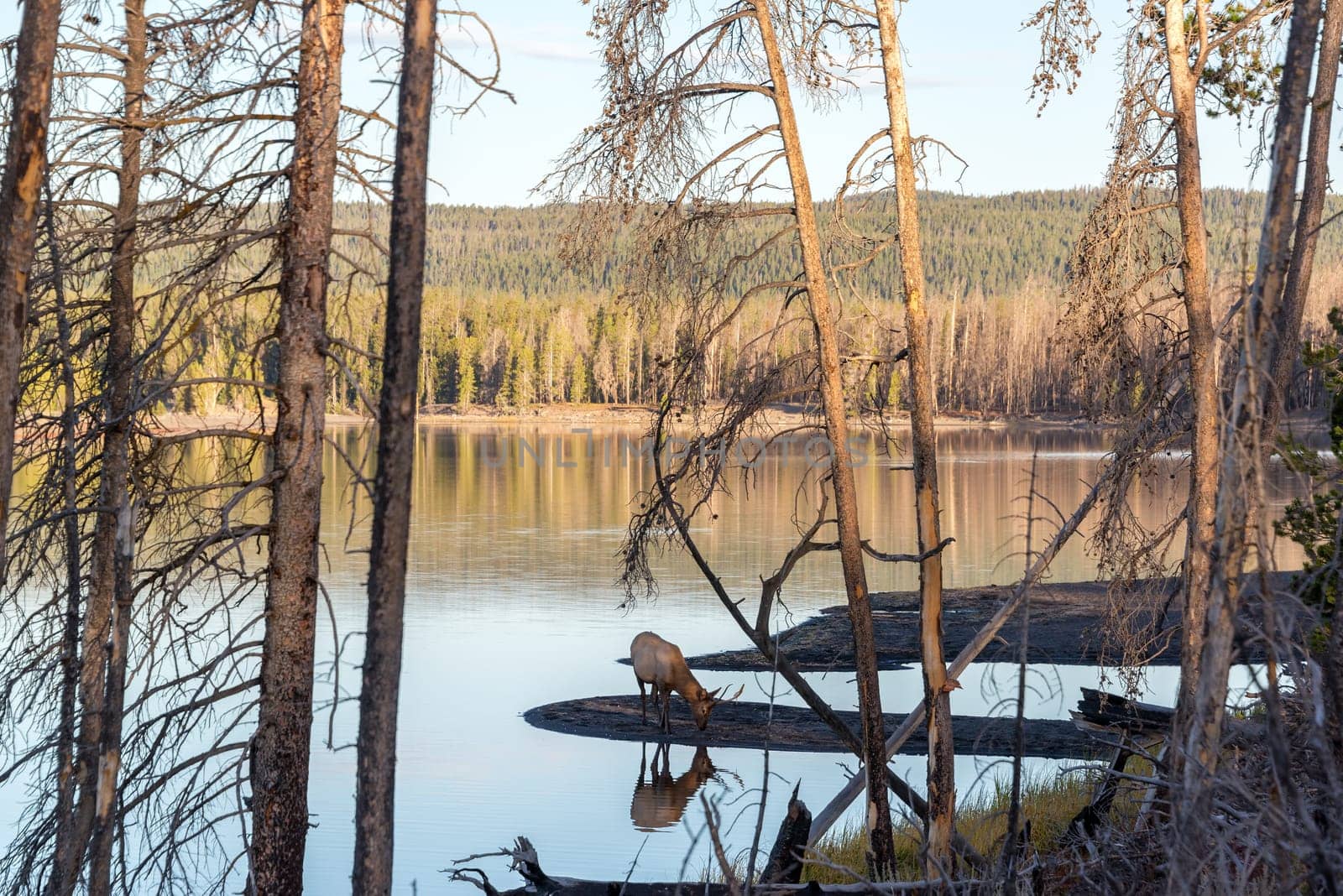 Young Elk drinking water on the shores of Yellowstone Lake in Yellowstone National Park