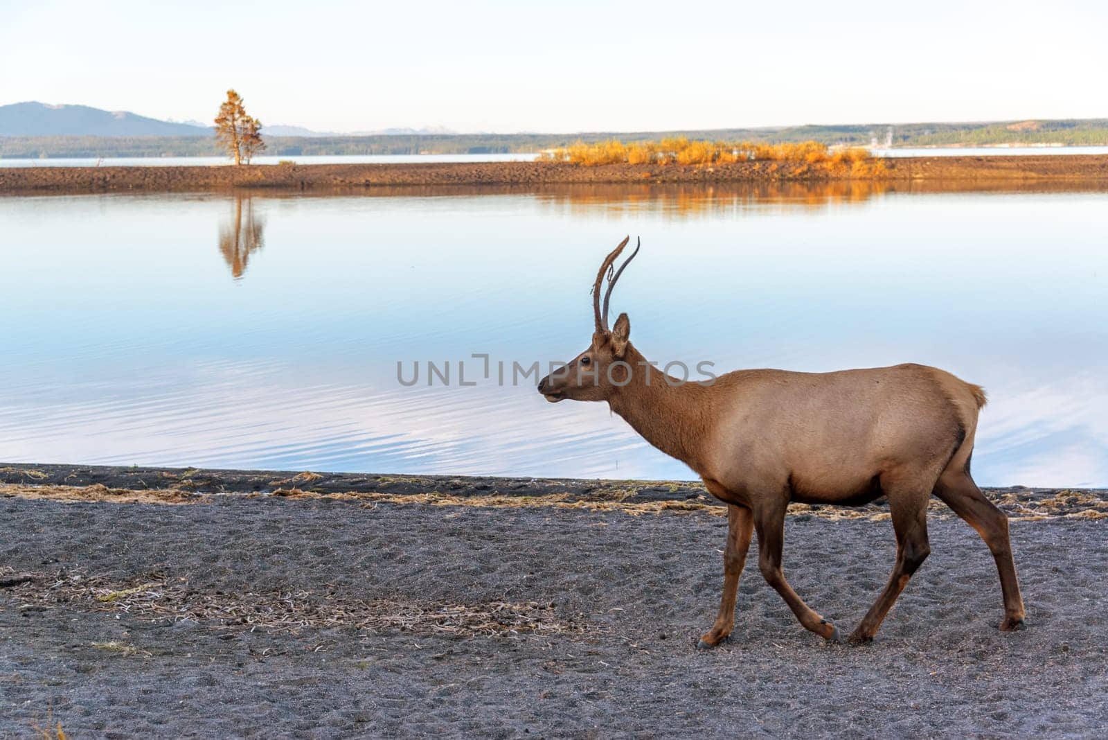 Young Elk on the shore of Yellowstone Lake