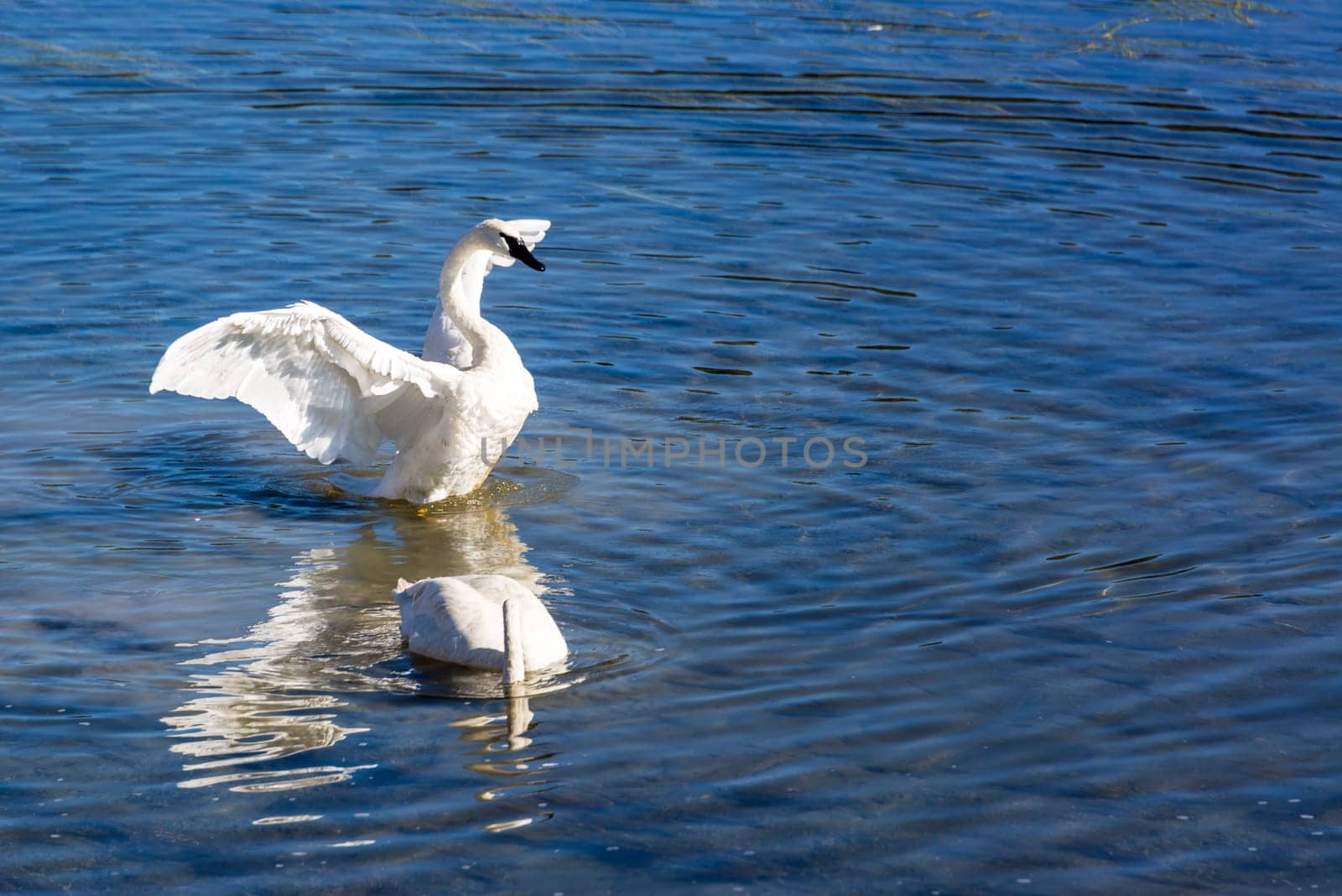 Two trumpeter swans swimming in the Yellowstone River in Yellowstone National Park