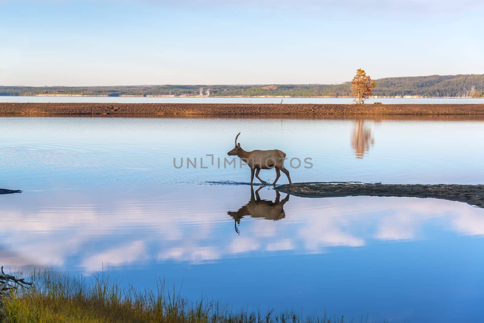 Young Elk reflected in the clear blue water of Yellowstone Lake in Yellowstone National Park