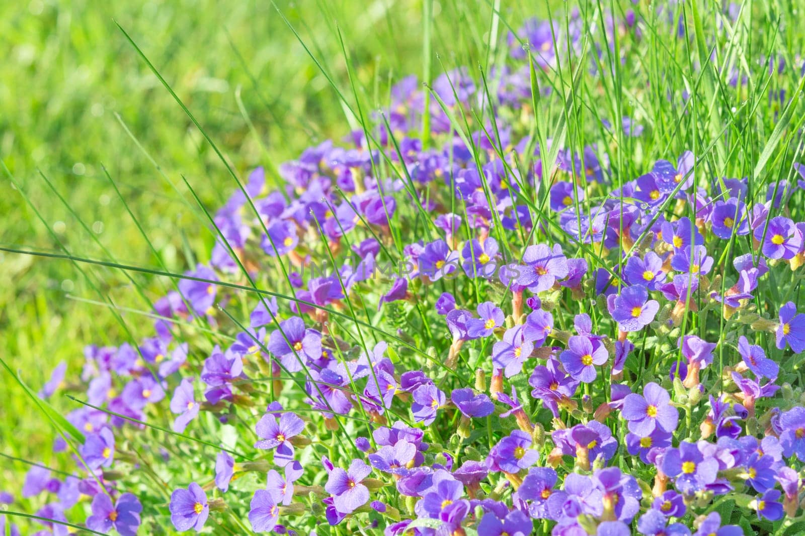 Tiny violet decorative flowers Aubrieta in sunshine ornamental garden stock photo with shallow DoF and selective focus
