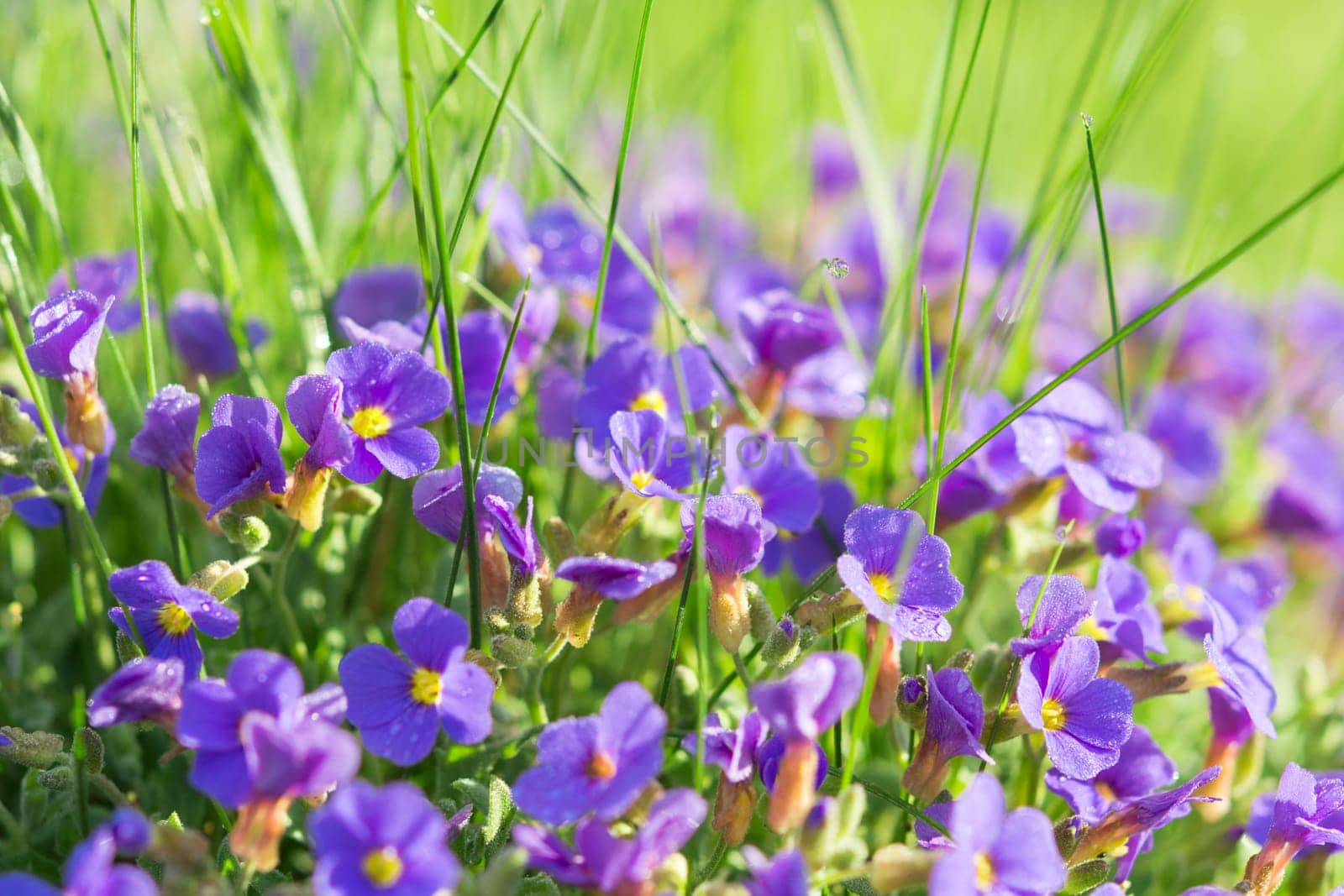 Multitude Aubrieta small blue flowers in grass on sunny alpine mountain glade with dew drops
