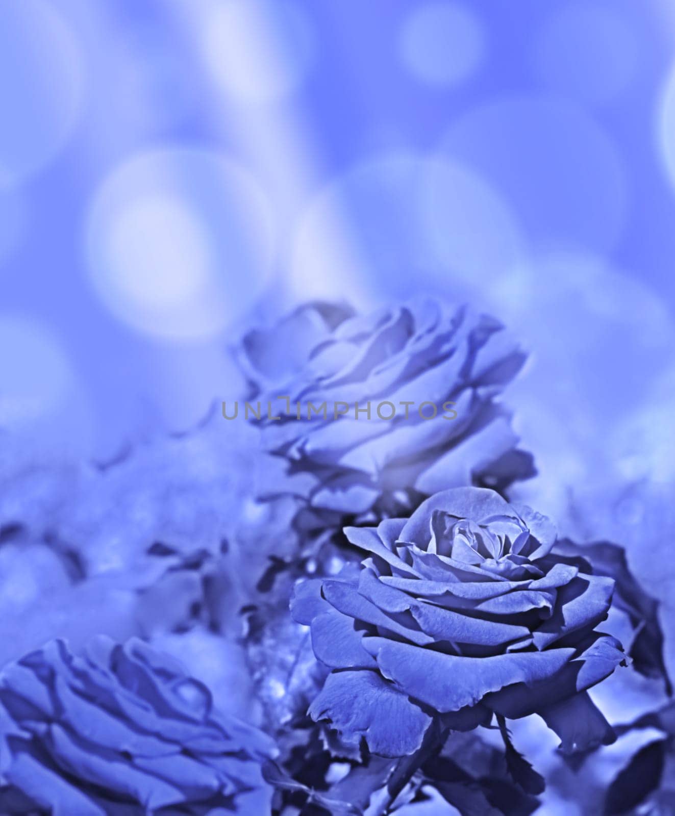 Abstract background of blue roses with sunlight, a beautiful rose flower symbol of love  greeting or condolences for card