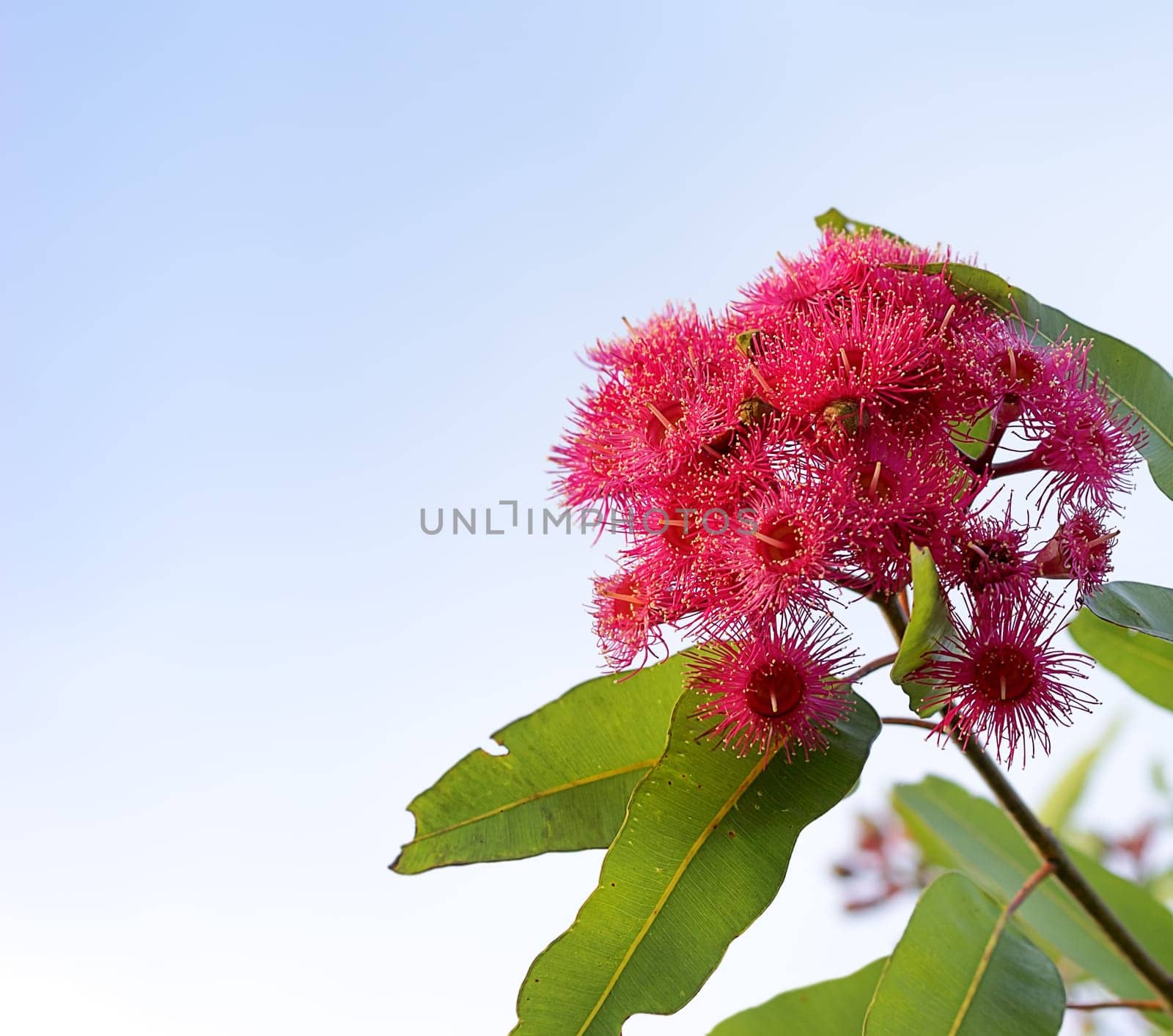 Australian Red flowering gum eucalyptus tree in bloom against blue sky background