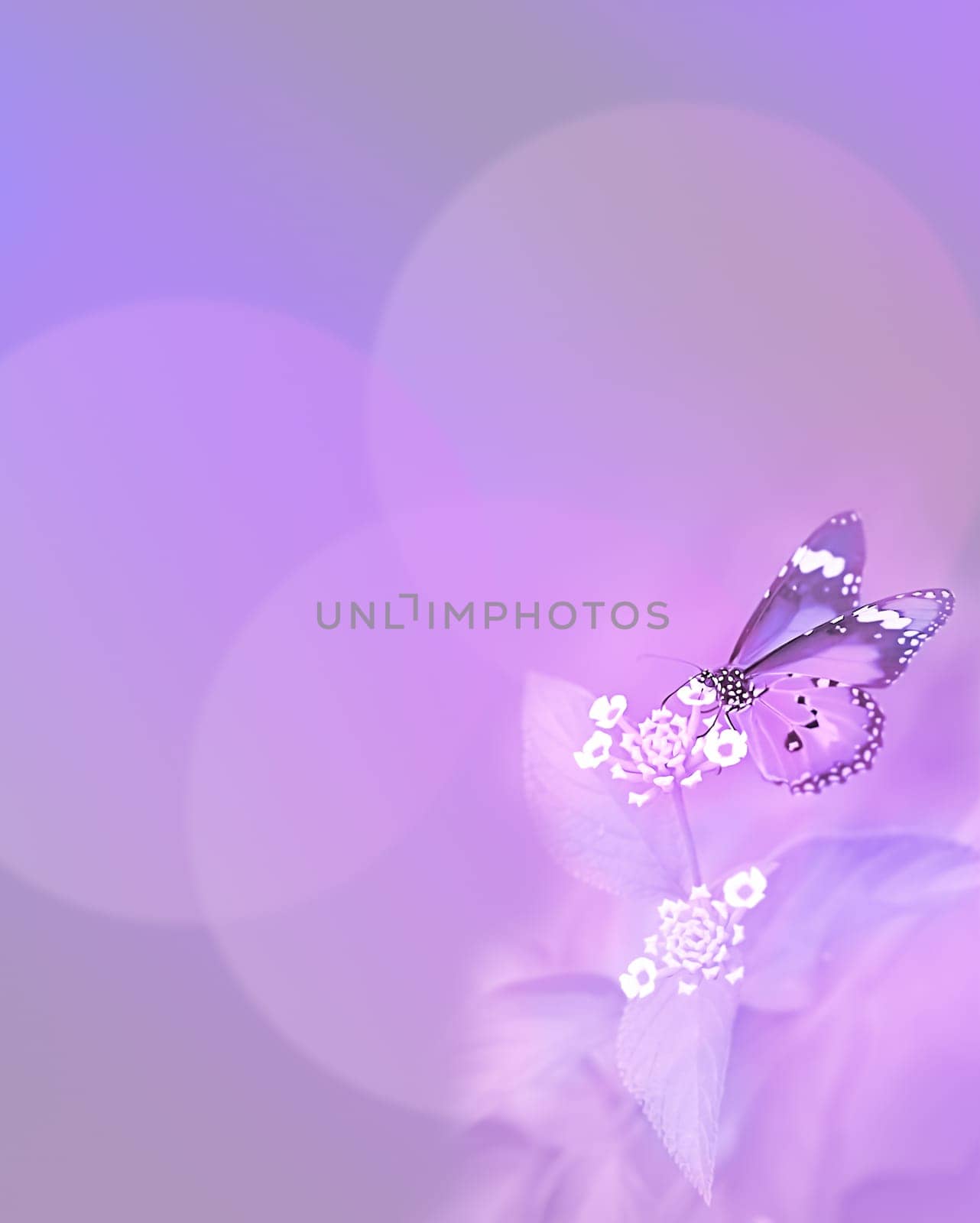 Monarch Butterfly on purple background for sympathy and symbol of life hope soul and resurrection