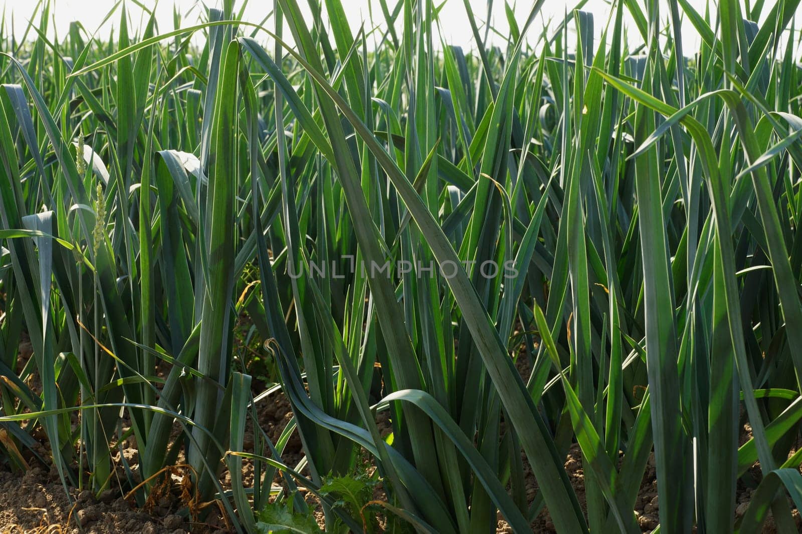 Large field with leeit in summer