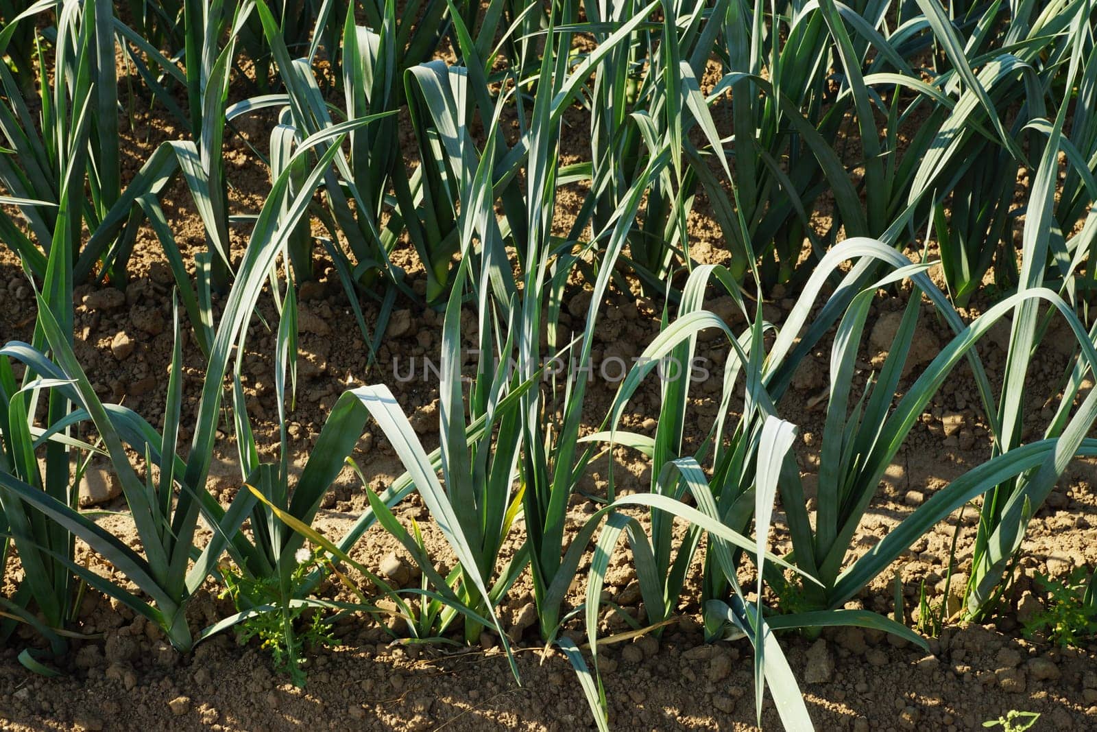 Large field with leeit in summer