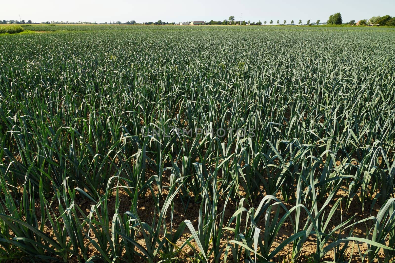 Large field with leeit in summer