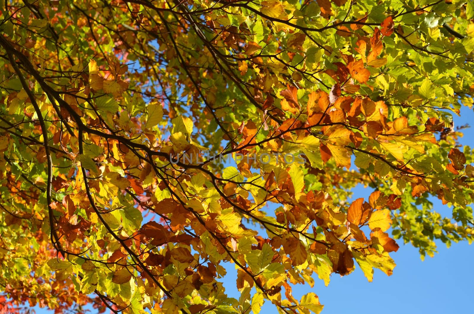 Deciduous trees in autumn