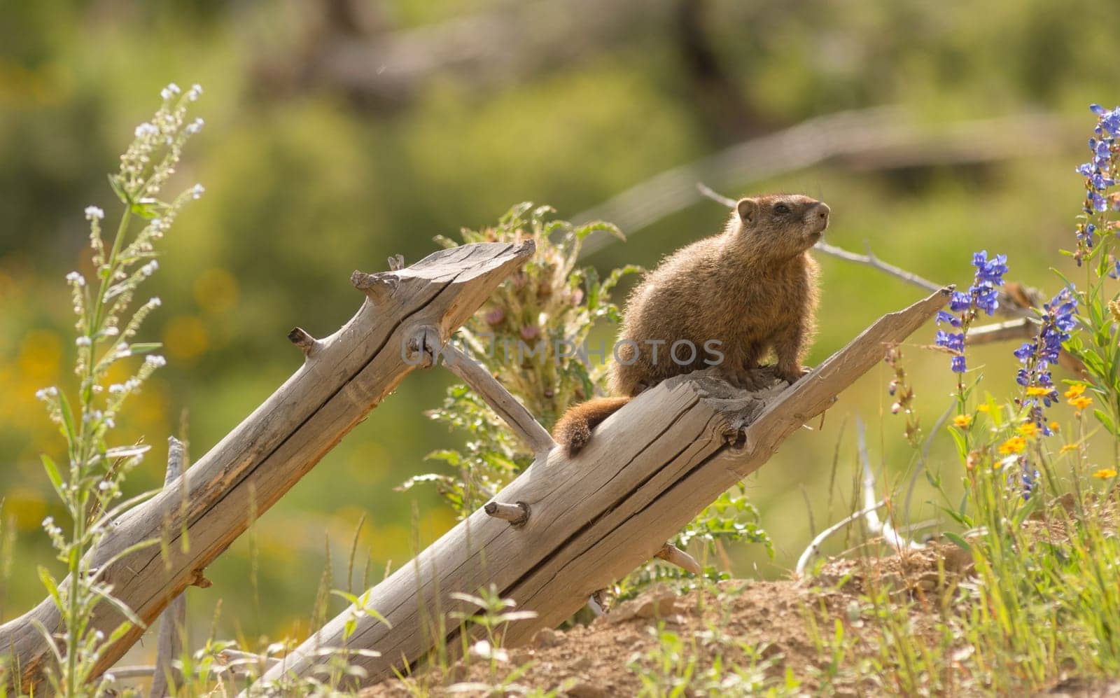 Marmot out from den looking around on a log