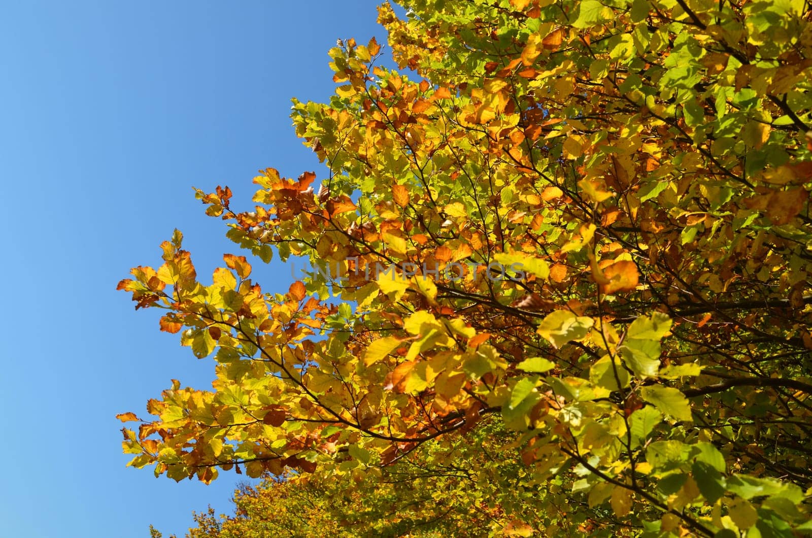 Deciduous trees in autumn