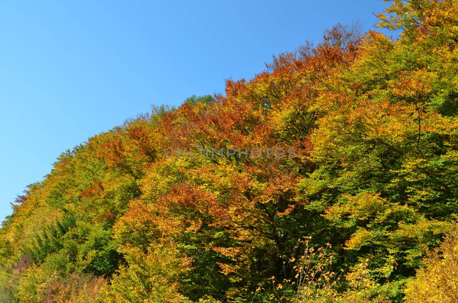 Deciduous trees in autumn