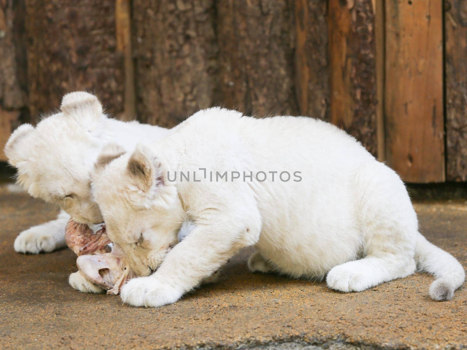 Name baptism of the white lion babies in the Magdeburg Zoo on July 26,2016