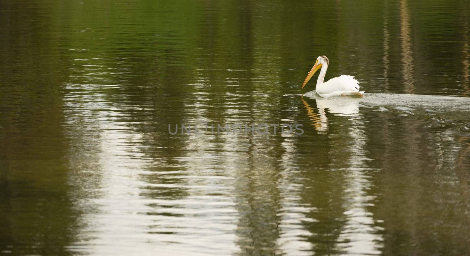A Pelican makes way around the mouth of the Yellowstone River looking for food