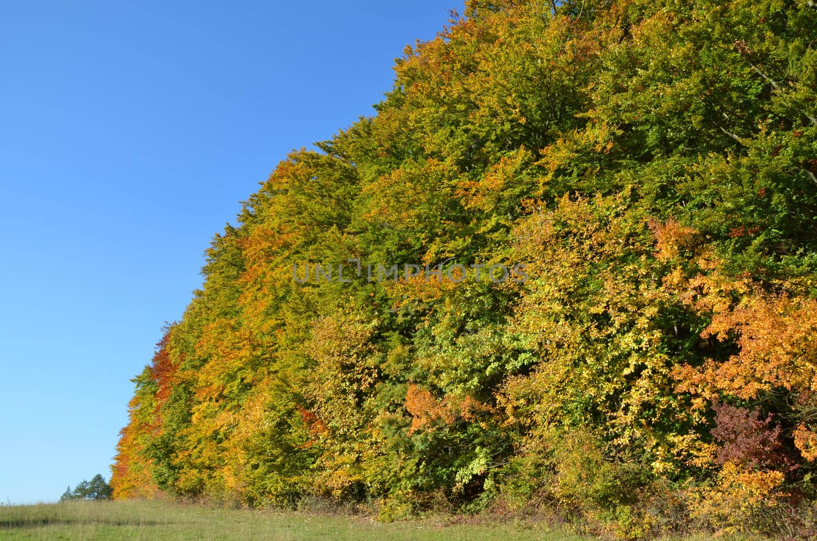 Deciduous trees in autumn