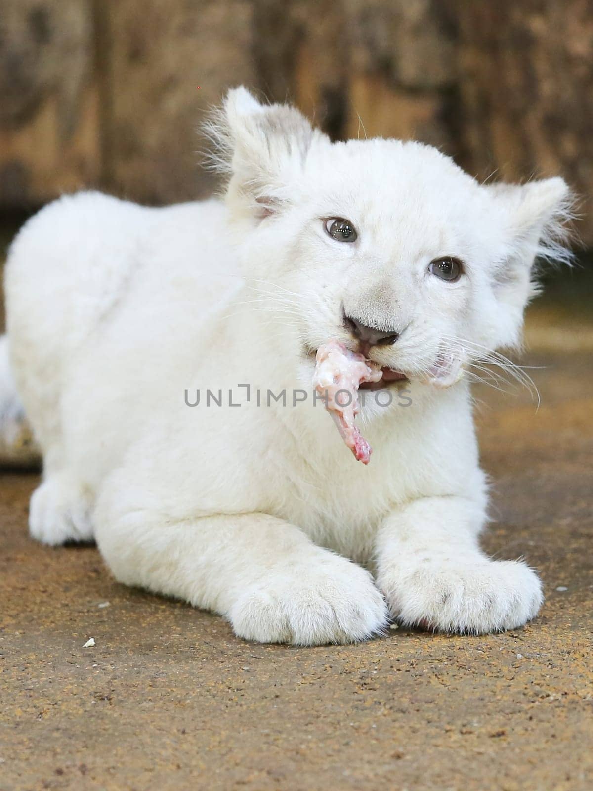 Name baptism of the white lion babies in the Magdeburg Zoo on July 26,2016