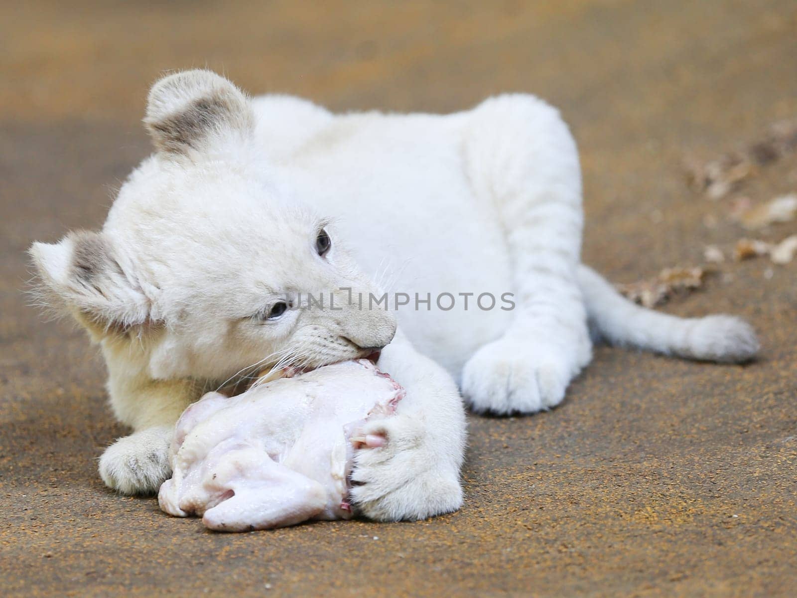 Name baptism of the white lion babies in the Magdeburg Zoo on July 26,2016