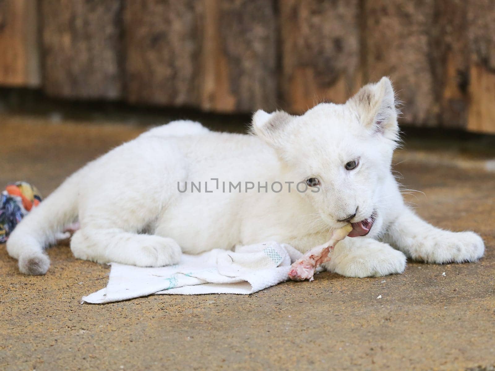 Name baptism of the white lion babies in the Magdeburg Zoo on July 26,2016