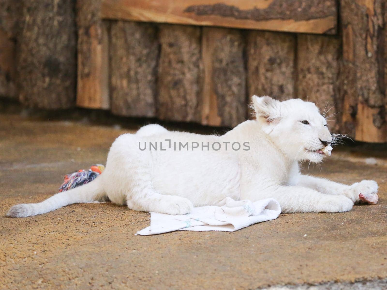 Name baptism of the white lion babies in the Magdeburg Zoo on July 26,2016