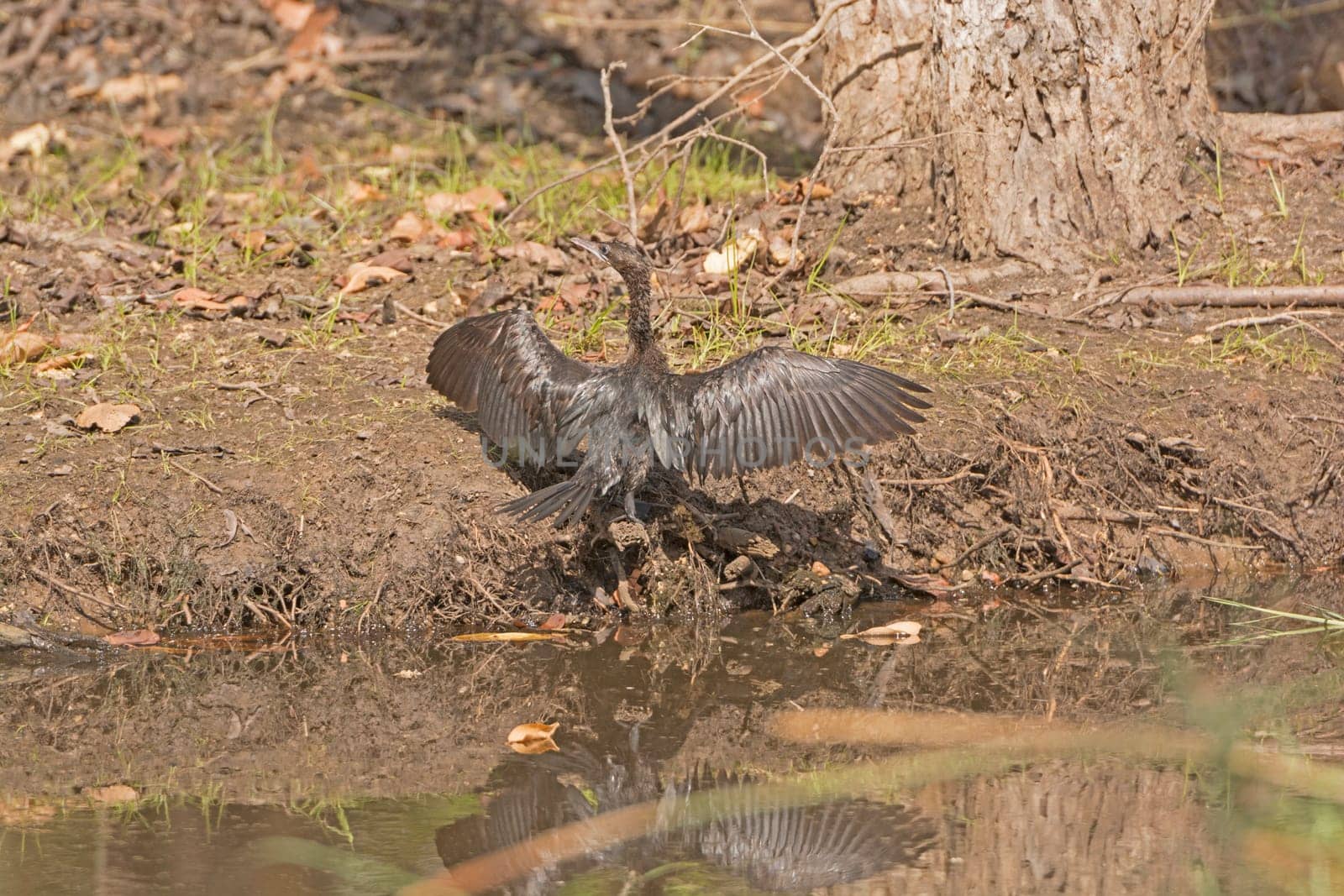 Indian Cormorant Drying its Wings in Bandhavgarh National Park in India