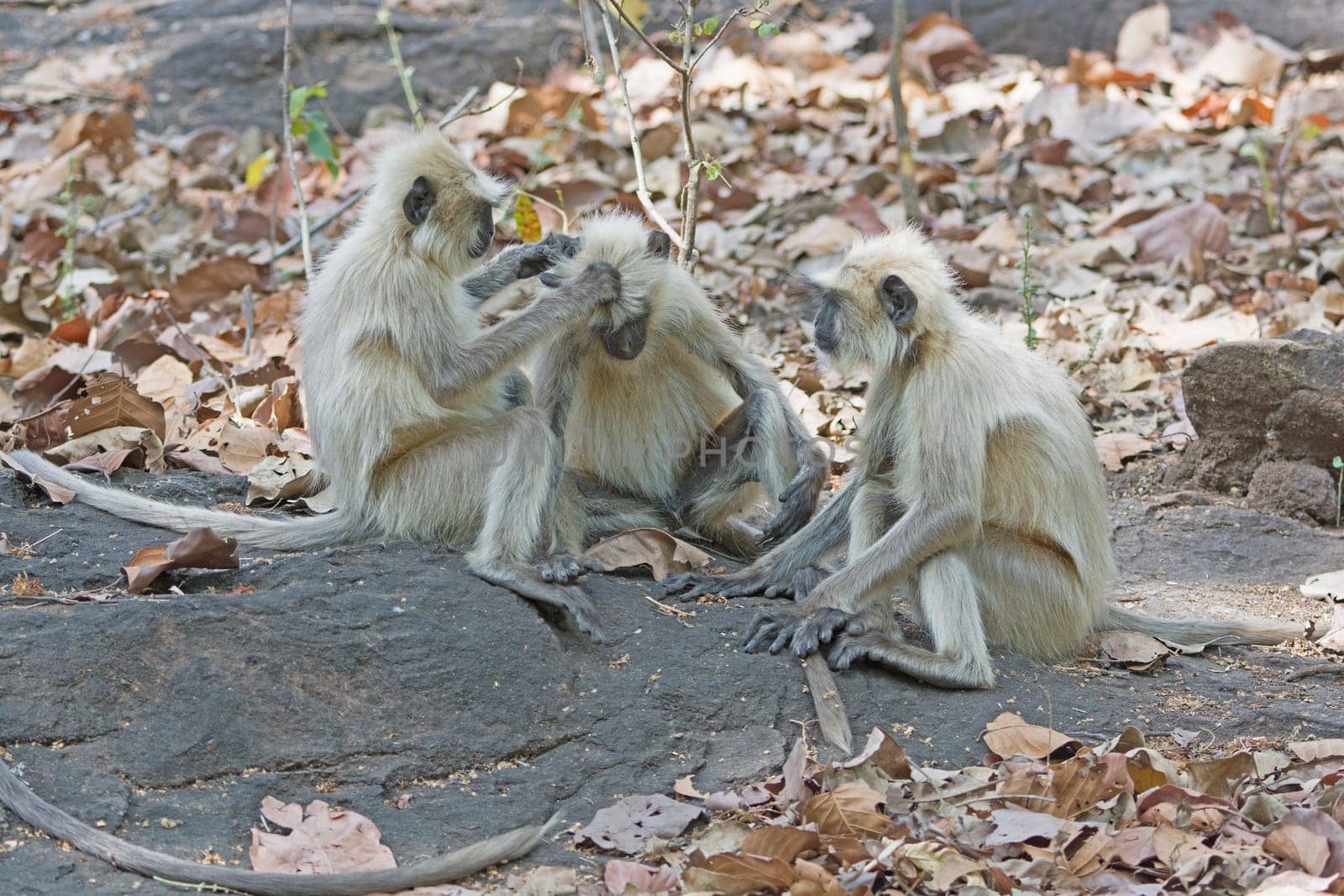 Langur Monkeys Grooming in the Forest in Bandhavgarh National Park in India