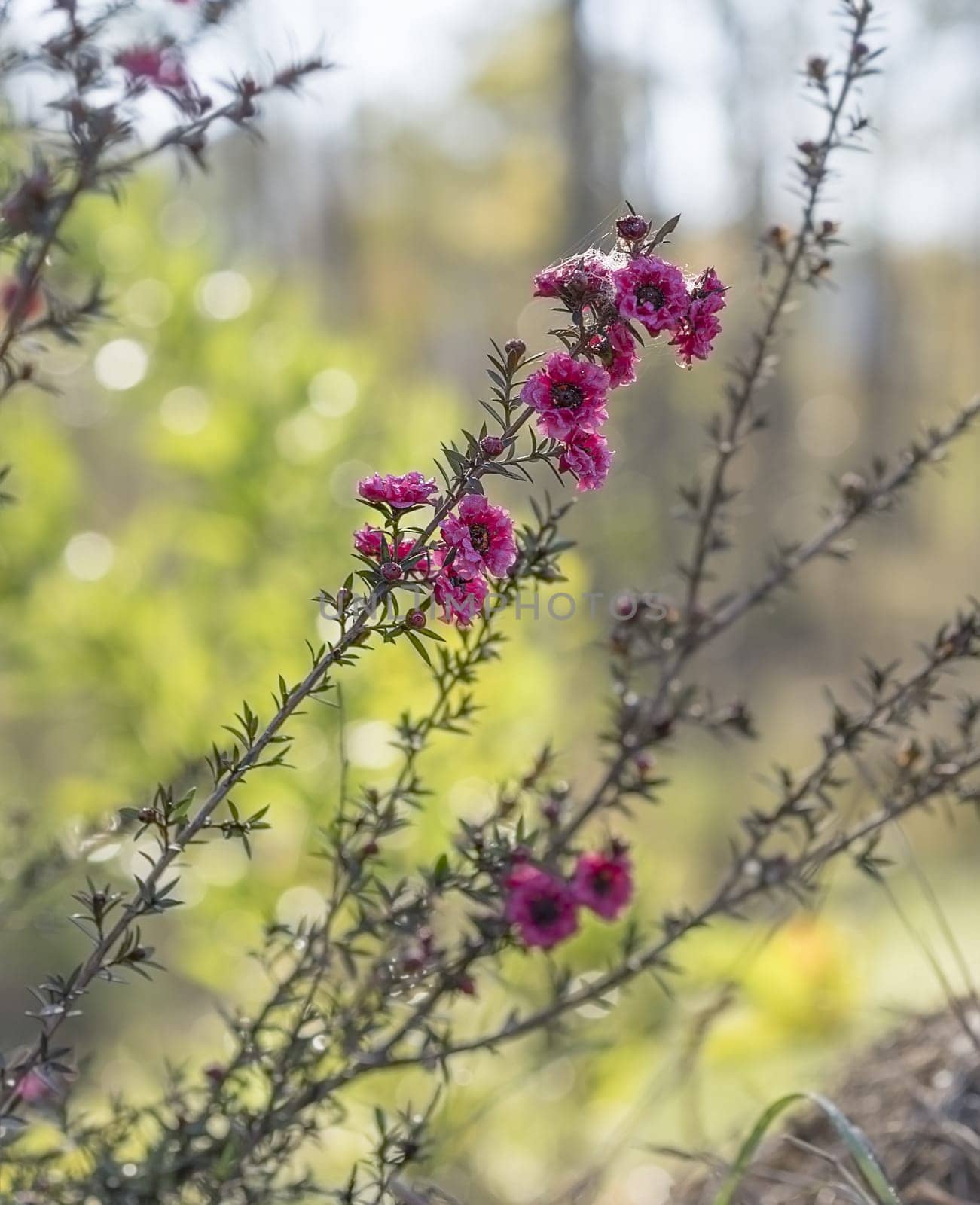Leptospermum scoparium Burgundy, red small Australian native flowers flowering in winter
