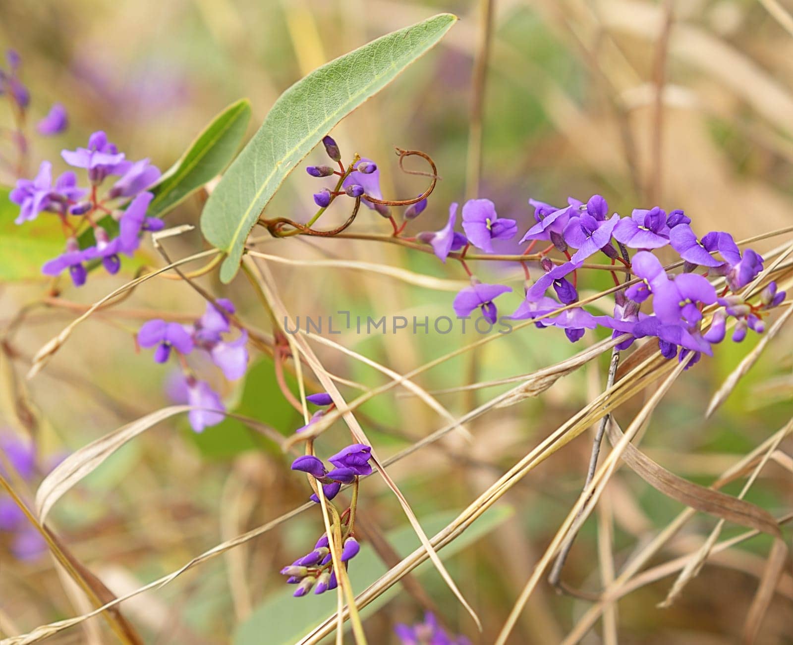 Purple flowers of Australia native Sarsaparilla, an Australian winter wildflower vine Hardenbergia violacea