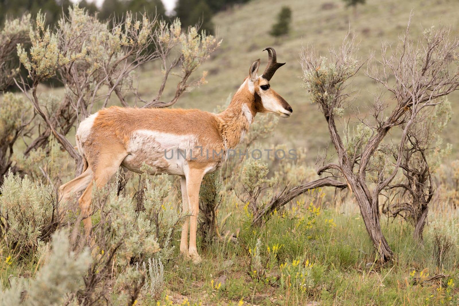 This Pronghorn is content to wonder around eating plants in midday sun