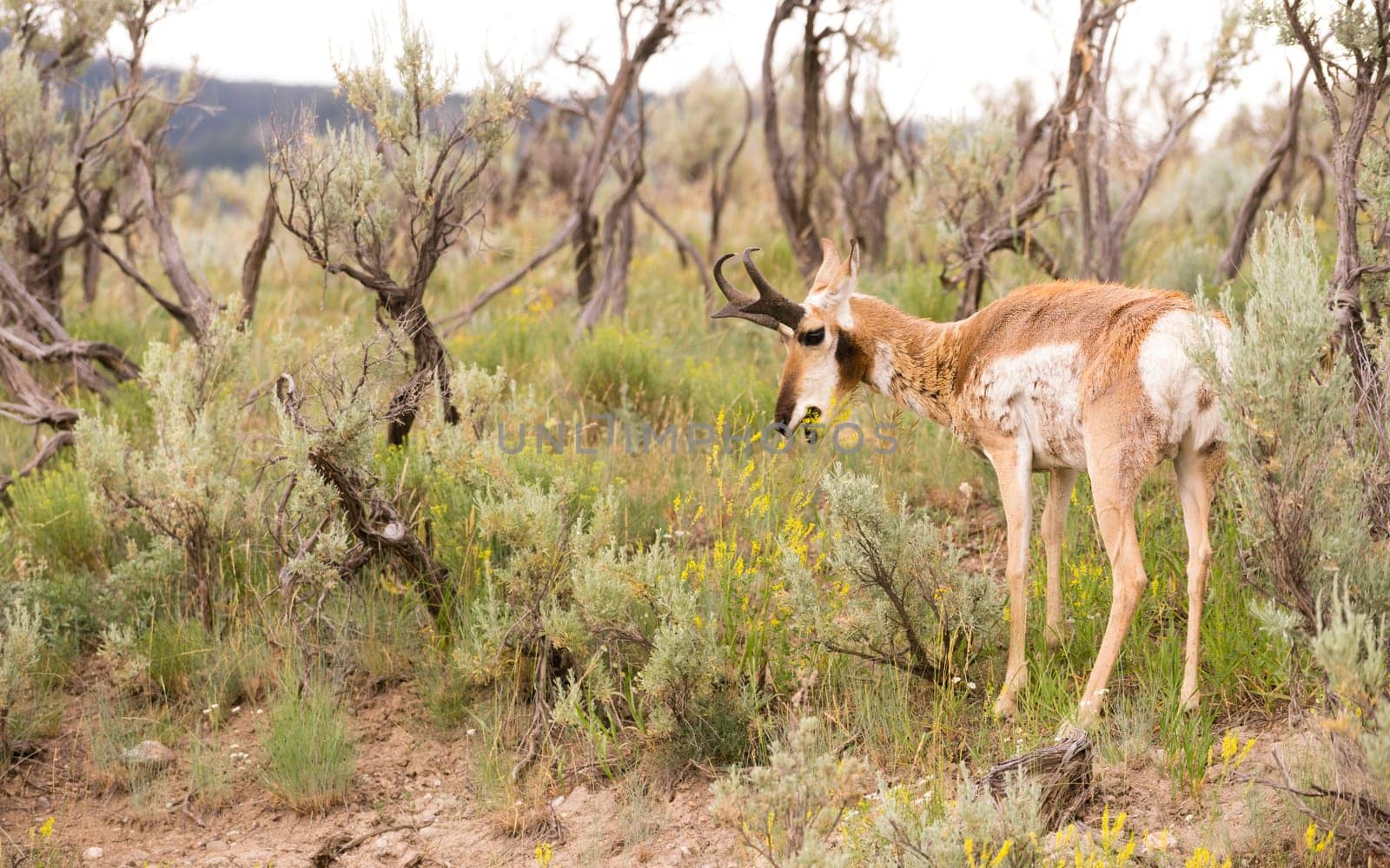 This Pronghorn is content to wonder around eating plants in midday sun
