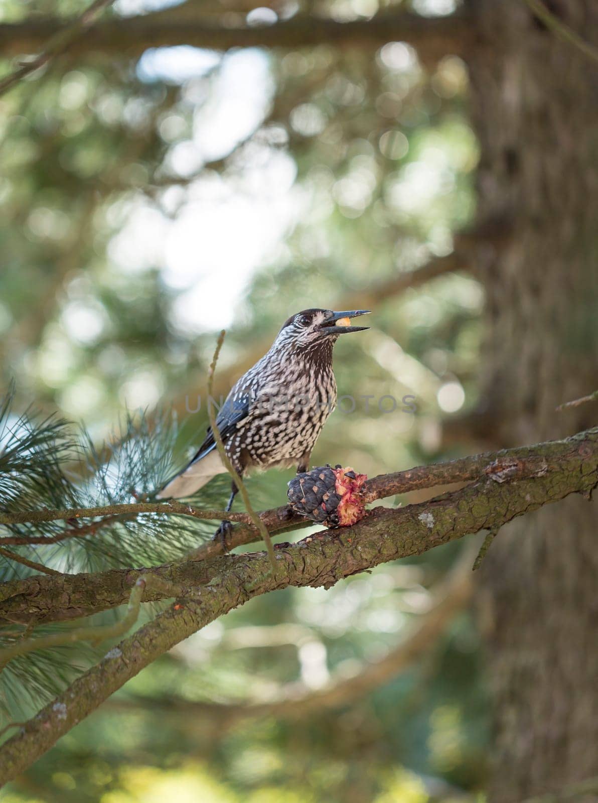Spotted Nutcracker Eating Pinus Cembra Cone sitting on Branch.