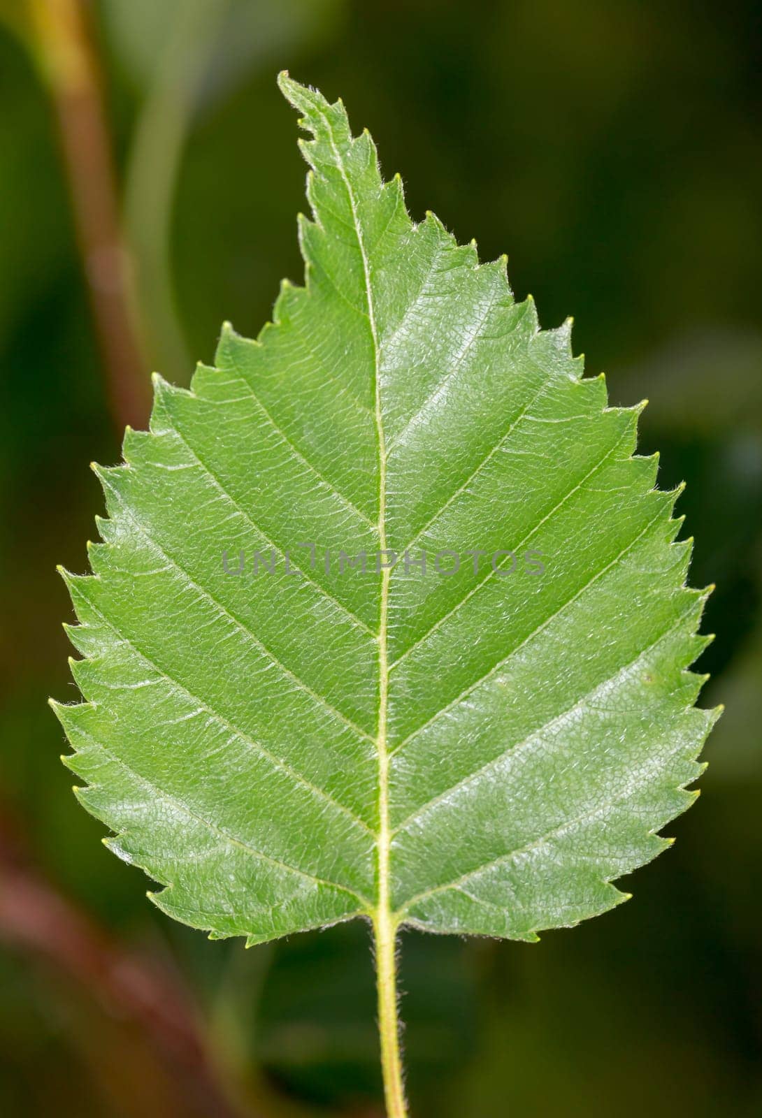 Kamchatka Birch Leaf close up.