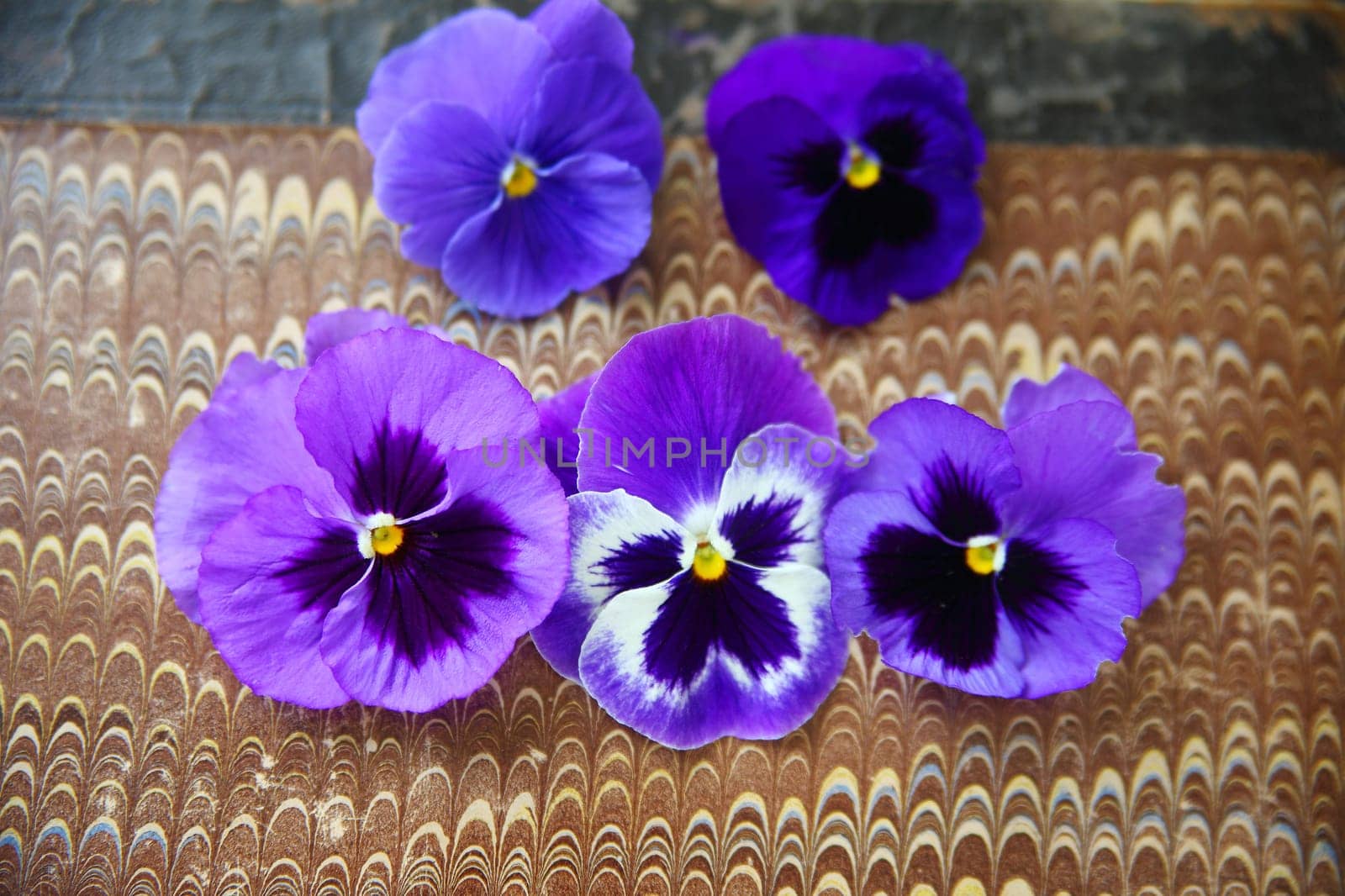 Five pansies in shades of blue and purple on marbled paper background