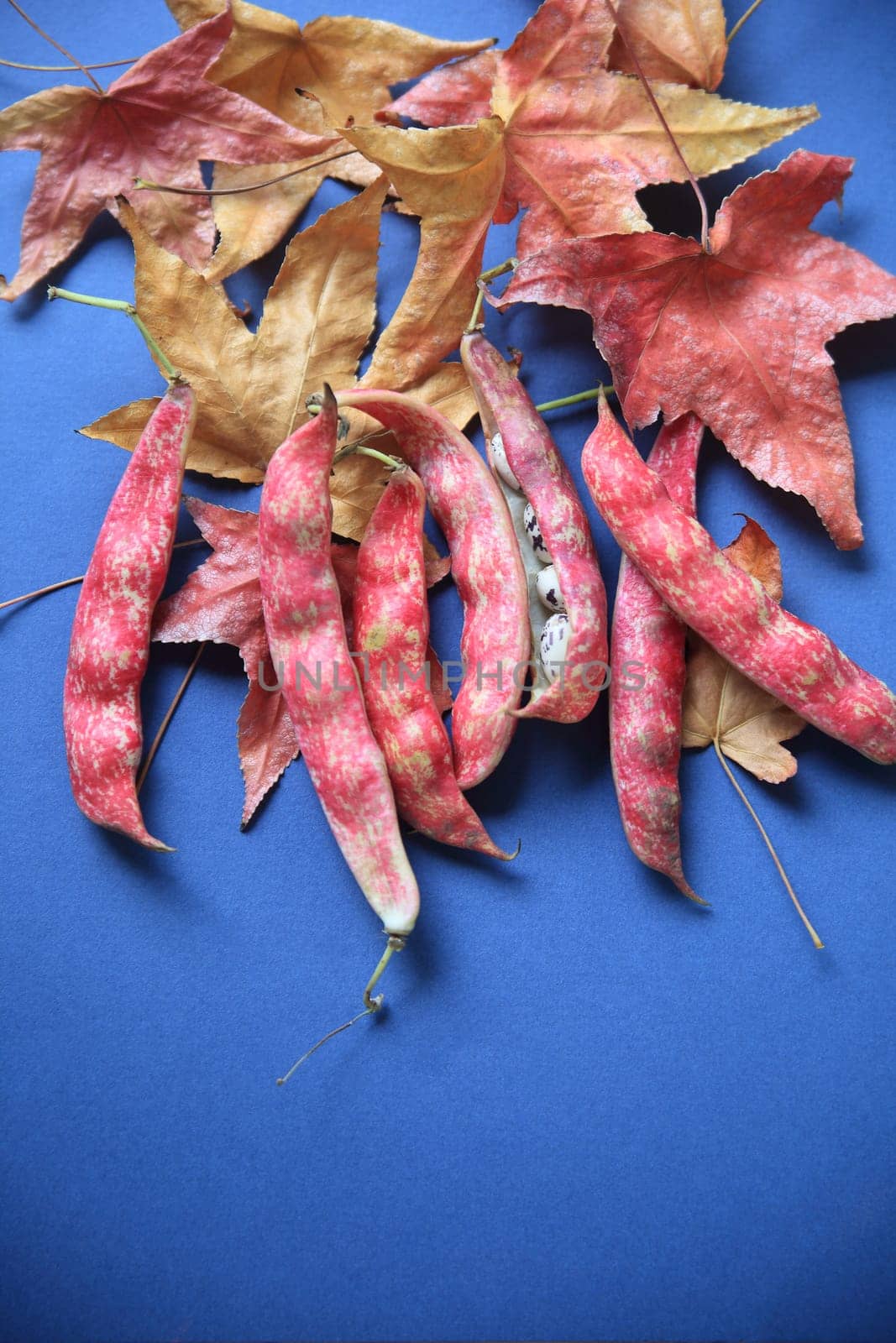 Colorful cranberry beans with russet and gold liquidambar leaves on a blue background
